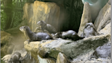 Brookgreen Gardens Welcomes Six Otter Pups