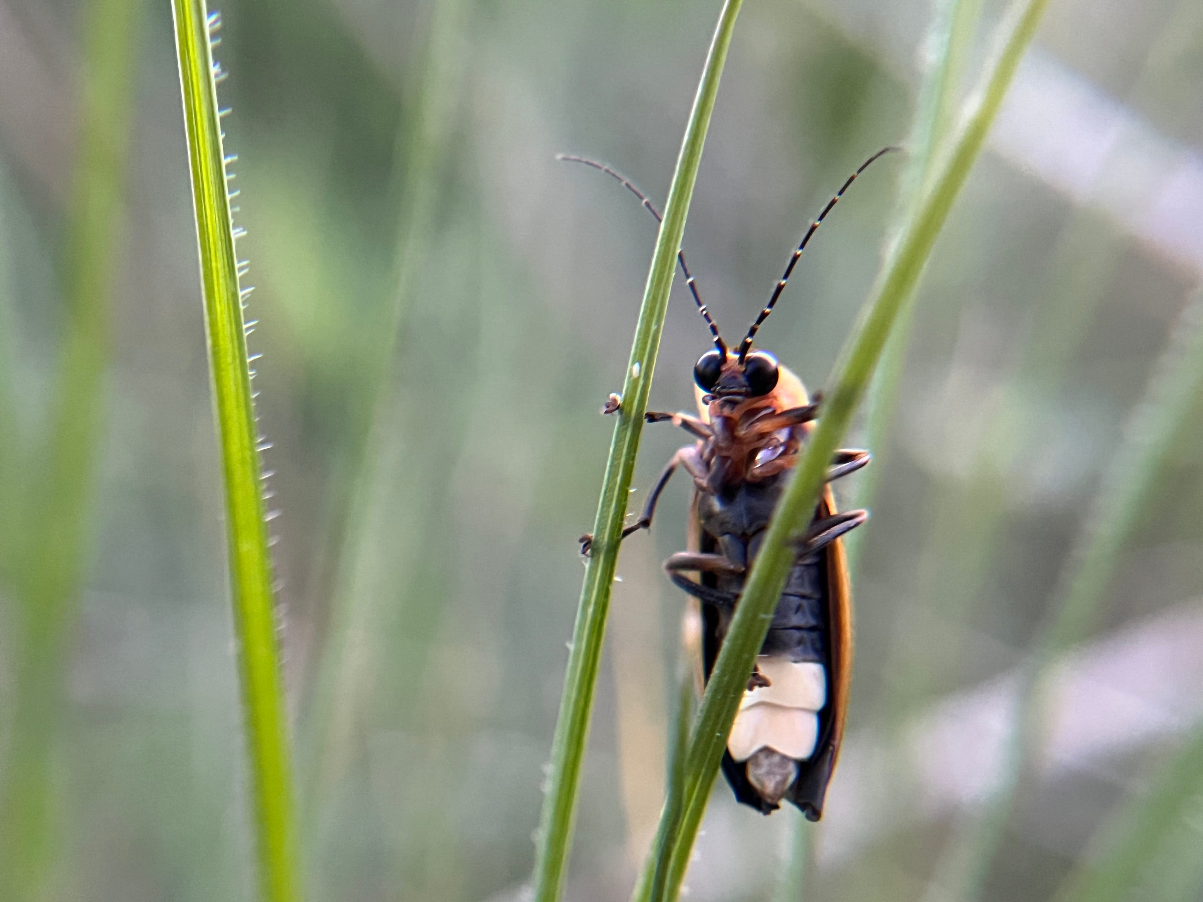 Fireflies in Colorado: Where, when to see the bioluminescence beauties