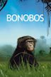 Bonobos