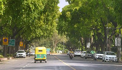 What are the laws preventing tree felling in Delhi? | Explained