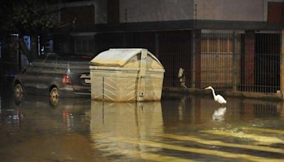 Garças e correntenza: água volta a invadir a avenida Praia de Belas, em Porto Alegre