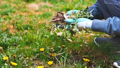 I swear by my dad's simple but 'genius' trick to get rid of weeds on your lawn