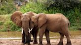 Scientists issue warning after discovering silent killer bringing down elephants: ‘We may see other unexpected deaths’