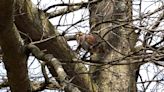 New wild quail should soon be laying first eggs in Pennsylvania in decades