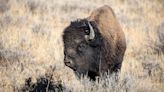 Two arrested at Yellowstone National Park after reportedly disturbing herd of bison