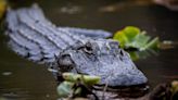 Alligator living at Walmart in NC stirs debate, as many demand it be allowed to stay