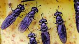 The insect farmers turning to AI to help lower costs