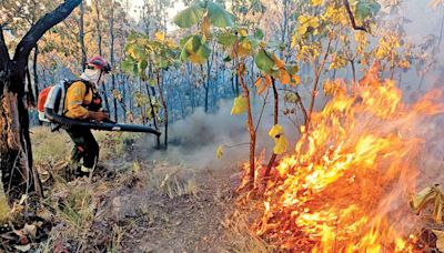 Van 26 muertos por ola de calor; hay 214 incendios; decesos se cuadruplican