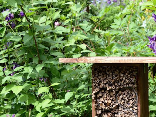 Mason Bees, Far from Destructive, Are Great for a Garden