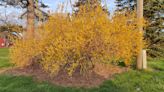 When to prune forsythia