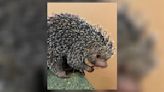 ‘Friendly and kind;’ Porcupine at Boonshoft Museum dies