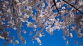 After 12 years in quarantine, these Japanese Cherry Blossom trees can finally be planted