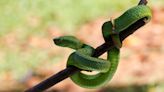 Ces sept plantes attirent les serpents au jardin, méfiez-vous certaines sont très populaires