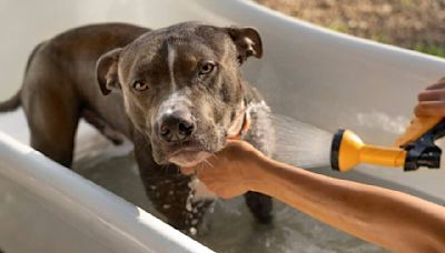 ¿Cada cuánto tiempo debo bañar a mi perro? Estas son las recomendaciones para la higiene canina según su pelaje