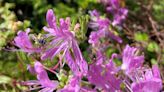 'Rival of the rose': Rhodora are blooming now on riverbanks and mountainsides