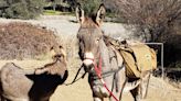 A pet donkey disappeared in California five years ago. He’s been spotted living with a herd of wild elk