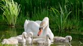 Tradition of Swans Ringing Bells to Be Fed Has Everyone Enchanted