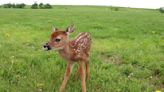 Fisherman Saves Adorable Baby Fawn from Lake and Reunites Him with Mama