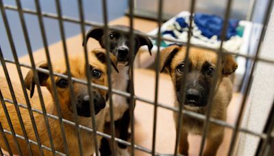 Shelters overwhelmed with animals, prompting first ever ‘state of emergency’ declaration