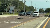 Social media photo shows alligator crossing busy Sarasota road ahead of mating season