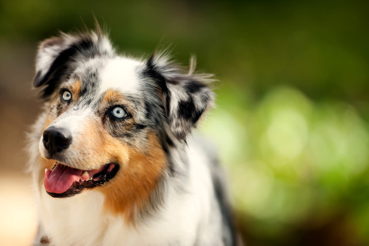 Australian Shepherd Masterfully Matches Mom in Yoga Flow and It’s Downright Impressive