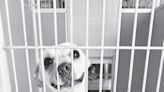 Pet Days of Summer offers free adoptions - Pleasanton Express