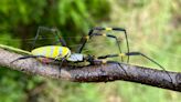 Giant Joro spiders could arrive in Massachusetts this year: ‘There’s no stopping them’