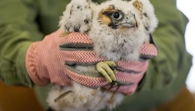 2 young peregrine falcons fledge the nest on Pitt's Cathedral of Learning