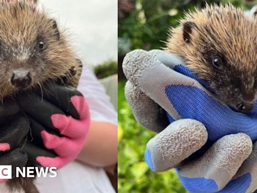 York: Orphaned hedgehogs rehomed in Archbishop's garden