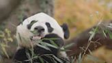 Regresan a DC los pandas: te decimos cuándo llegan Bao Li y Qing Bao y por qué