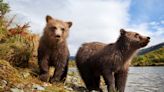 Watch brown bear sisters reunite in charming video from Katmai National Park