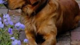 Gardeners' World's Monty Don shares adorable update on golden retriever Ned's birthday