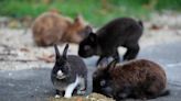 Groups working to round up domesticated rabbits that have been running loose in Florida neighborhood