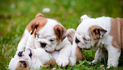 English Bulldog’s Gentle Way of Playing With Puppies Brings All the Feels