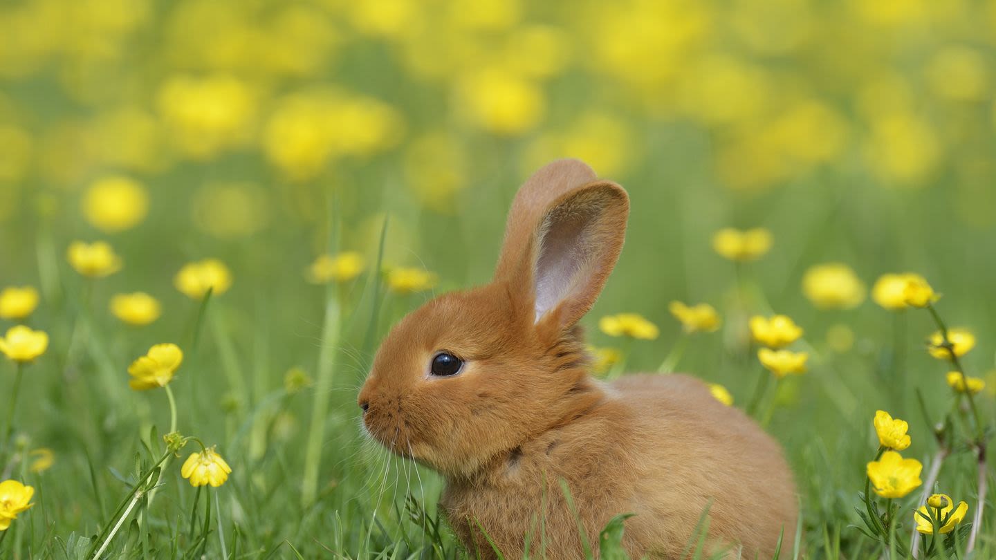 25 Popular Rabbit Breeds That You'll Instantly Fall in Love With