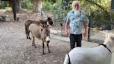 Community comes together to support donkey that inspired 'Shrek' character