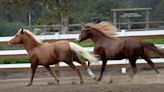 Preserving California history: Santa Cruz Island horses at home in Hidden Valley