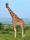 Rothschild's giraffe