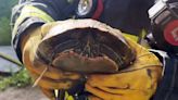 Turtle rescued by Sacramento firefighters from abandoned structure fire in Discovery Park