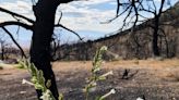 La vida regresa tras el fuego en Sierra Nevada, California