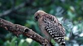 Looking for a great birdwatching spot? Try this former Navy site in North Kingstown