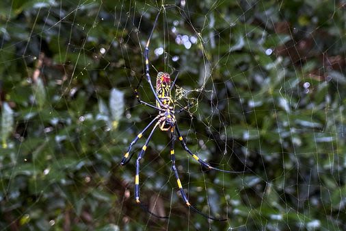 Giant Joro spiders are invading the East Coast. Don’t worry, they’re shy. - The Boston Globe