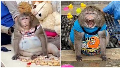 泰國曼谷「世界最肥猴子」疾病纏身早逝 飼主遊客狂餵曾飆至19kg