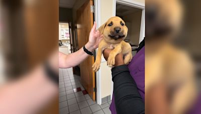 Foster puppy's face swells looking 'like a chipmunk' from a hornet sting