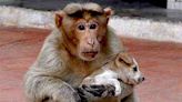 Altas temparaturas en México ocasionan la muerte de 40 monos