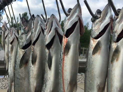Large salmon off Big Traverse Bay: DNR’s Weekly Fishing Report (7/10/24)
