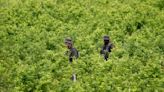 UN says Colombia's coca crop at all-time high as officials promote new drug policies