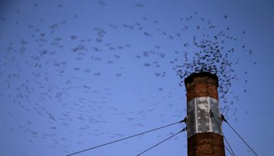 Are Vaux swifts disappearing from Chapman Elementary? Here's what we know