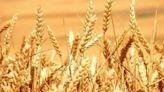 Planta procesadora de trigo confirma industrialización en Bolivia - Noticias Prensa Latina