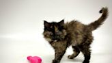 ‘A unicorn’: Rare male tortoiseshell cat found in Oregon is a hermaphrodite